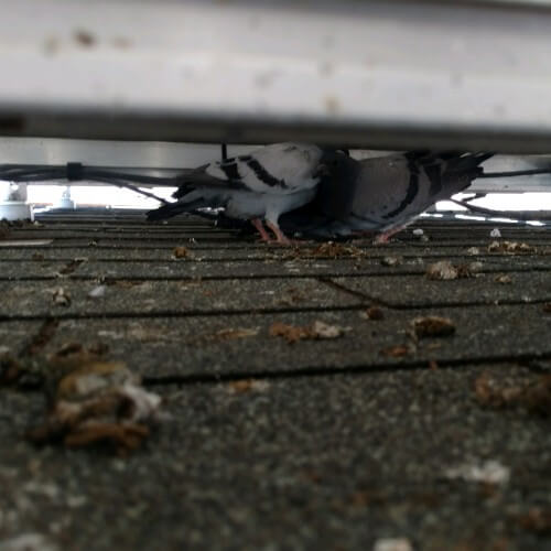 pigeon droppings under solar panels