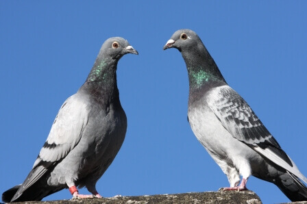 4-reasons-why-you-need-pigeon-barriers-for-your-solar-panels