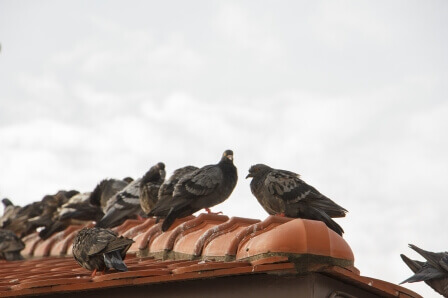 4-reasons-its-bad-to-have-excessive-pigeon-droppings-anywhere-on-your-home