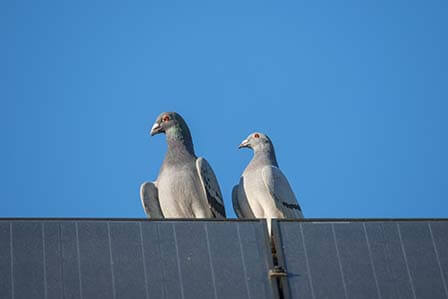 Pigeon Problems with Your Solar Panels