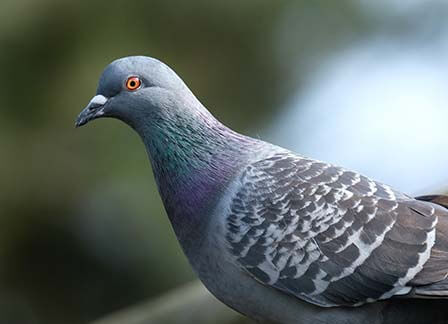 Pigeons Are Attracted to These 5 Parts of Your Home