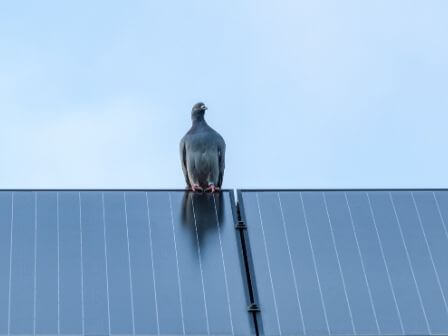 5 Reasons to Keep Pigeons Far Away from Your Solar Panels