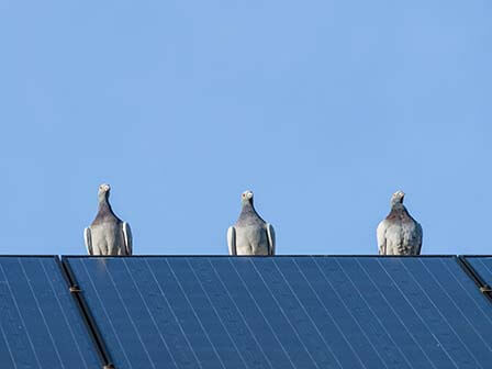4 Problems to Look Out for With Your Rooftop Solar Panels