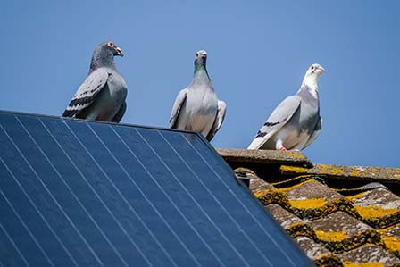 4 Ways to Keep Pigeons from Nesting Under Your Solar Panels